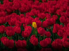 Turkey Exports 60m Roses