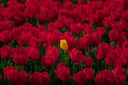 Turkey Exports 60m Roses