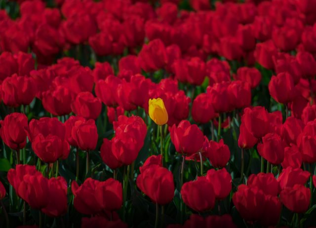 Turkey Exports 60m Roses